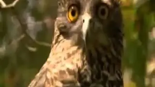 Животные смеются и танцуют и не только  Мега ржака!