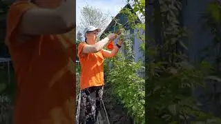 подвязываю малину новым дивайсом