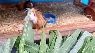 Porque porquinhos da índia comem mais no período de chuva ou frio 😋!