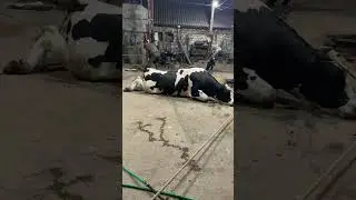 Бык 800 кг