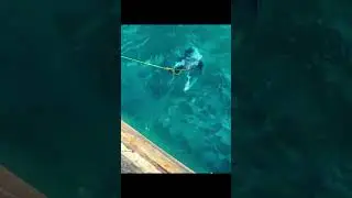 Shark attack #shortvideo