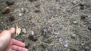 Белка в парке Гагарина
