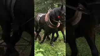 Draganovi konji #drafthorses #horse #horseshow #furmani #horsefarming #horselogging #horses