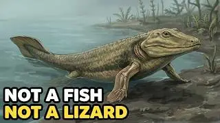 The Fish That Had Arms Inside Its Fins