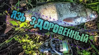 ЯЗЬ ЗДОРОВЕННЫЙ в центре Москвы. Лучшая Рыбалка сезона 2020, СТРИТФИШИНГ.