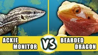 Ackie Monitor Verses Bearded Dragon! Which Reptile Is Right For You?