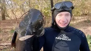 #подводнаяохотанасома# Подводная охота 2020  Сом в норе