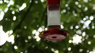 Humming Bird Photos