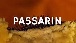 Carne Doce - Passarin (Libras e letra)