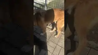 В нашем приюте новая собачка 🐾