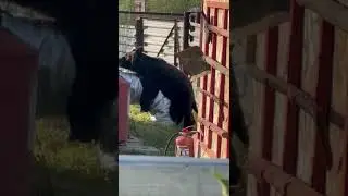 Бал я ваша газ