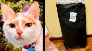 Ex-Rescue Kitten Unboxes His Birthday Gift. He Turns 4