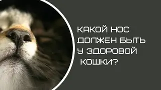 КАКОЙ НОС ДОЛЖЕН БЫТЬ У ЗДОРОВОЙ КОШКИ? Какой должен быть нос у кошки