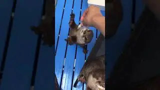 Выдры  | jokeswithanimals_ | Тик Ток 