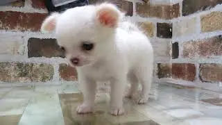 ワンラブ　ペットショップ　名古屋市270757