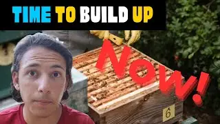 Beekeeping | Building Your Bees Up For Winter