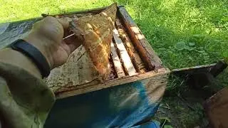 Использование москитной сетки для сбора прополиса.