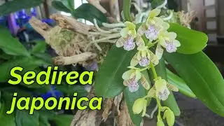Sedirea japonica. первое домашнее цветение.