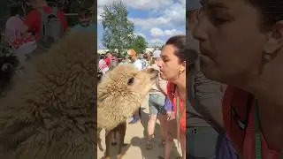 Парк Альпак в Белом Колодце