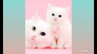 GAMBAR-GAMBAR KUCING COMEL🐱🐈