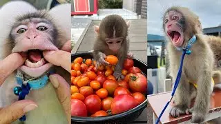 Funny Baby Monkey 😍 Cute Animals Videos | Gorilla | Chimpanzee | Orangutan