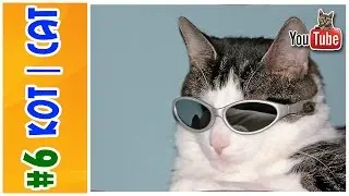 #6 КОТ | CAT | FUNNY