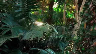 Miami Beach Botanical Garden