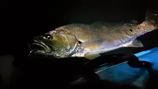 GOLD COAST JEW FISH  | Night Time Fishing On The Dragon Kayak 3 Meter Slayer