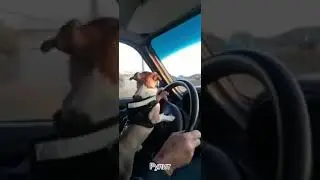 Собака которая водит машину