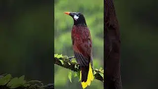 [4K edit] Animals in the Rain | Bad Habits #shorts #edit #animals #rainsounds #rainyday #wildlife