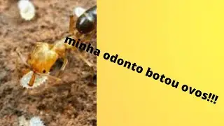 a odontomachus botou ovos!!!!