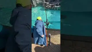 Плаває пінгвін . 