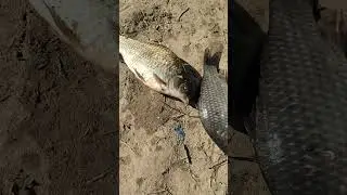 На рыбалке мой сегодняшний улов 