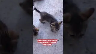 ИНТЕРЕСНОЕ ВИДЕО В МИРЕ ПРИРОДЫ/БОРЬБА ЗА ВЫЖИВАНИЕ/ЧАСТЬ 2/НЕМЕЦКАЯ ОВЧАРКА АЛЬМА И КОТЁНОК ТИГР