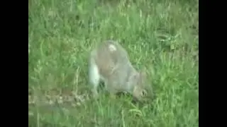 Crippled squirrel is back