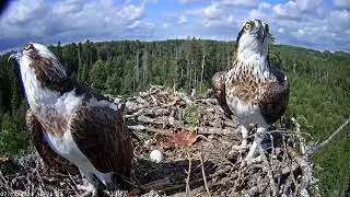 An alien pair of ospreys flew to the nest of Iiris and M1. 12-07-2024.