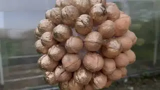 ЗОЛОТОЙ ШАР ИЗ ГРЕЦКИХ ОРЕХОВ своими руками👍