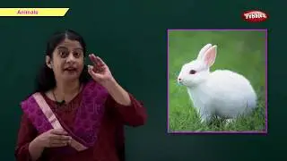 Let’s Learn About Animals | Learn Animals For Kids | Pre School Junior | Animals Song