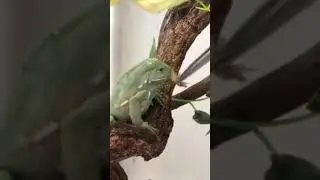 Tiny frog has refined taste