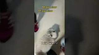 Miaw Miaw #animalcomedyvideo