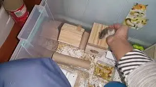 Ele alışık gonzales hamster