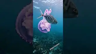 amazing animals under the sea