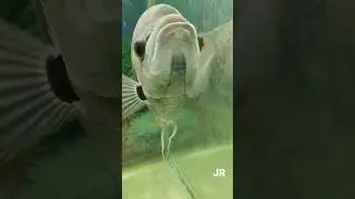 fish #shorts #shortvideos #youtubeshorts #policevlogs #viral