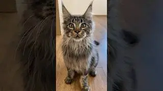 Мейн-кун меховой котик🤗