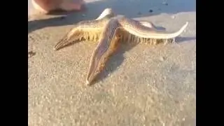 Denizyıldızlarının Nasıl Yürüdüğünü Hiç Gördünüz mü