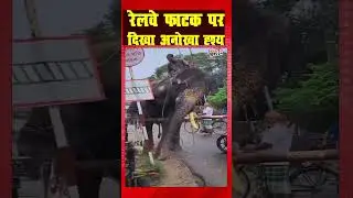 रेलवे फाटक पर दिखा अनोखा दृश्य I Viral Video I Elephant I Railway fatak Crossing I 