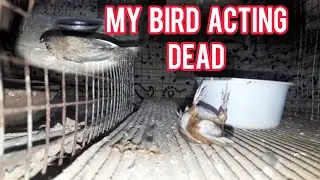 BIRD ACTING LIKE DEAD.