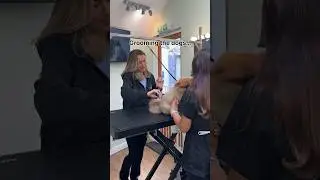 Some would call us a jack of all trades 💁‍♀️ #doggrooming #funny #trend #trending #contentcreator