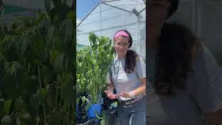 Beebalm and powdery mildew