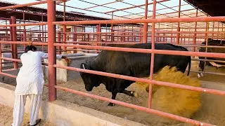 itna Perfect Setup? Har Rang Ka Janwar Ek Line Main 😍 AQ Cattle Farm Itna Organized Kaise Hai?